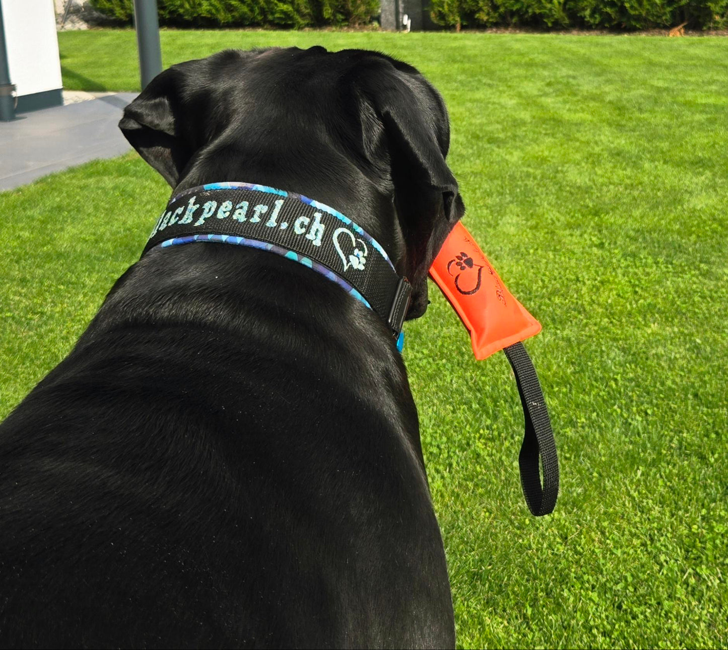 HUNDESPIELZEUG 🔊 - City Style 🏙️🐾