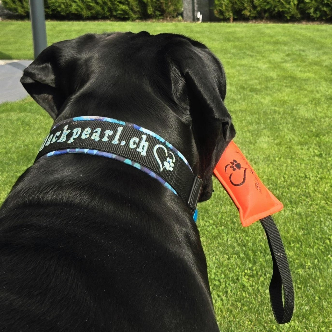 HUNDESPIELZEUG 🔇 - Black Mesh Dummy 💙