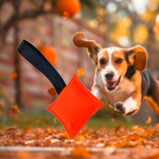 HUNDESPIELZEUG 🔇 -  Neon blace 🧡